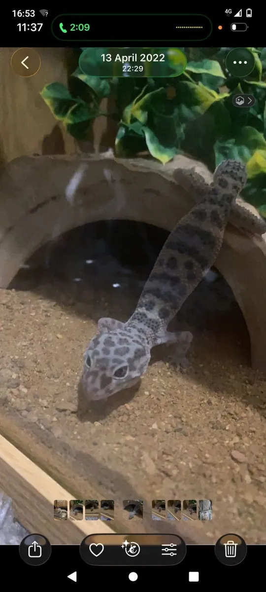 Leopard gecko - Image 3