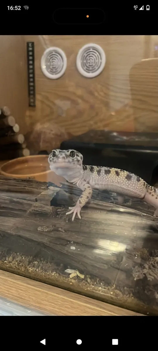 Leopard gecko - Image 4