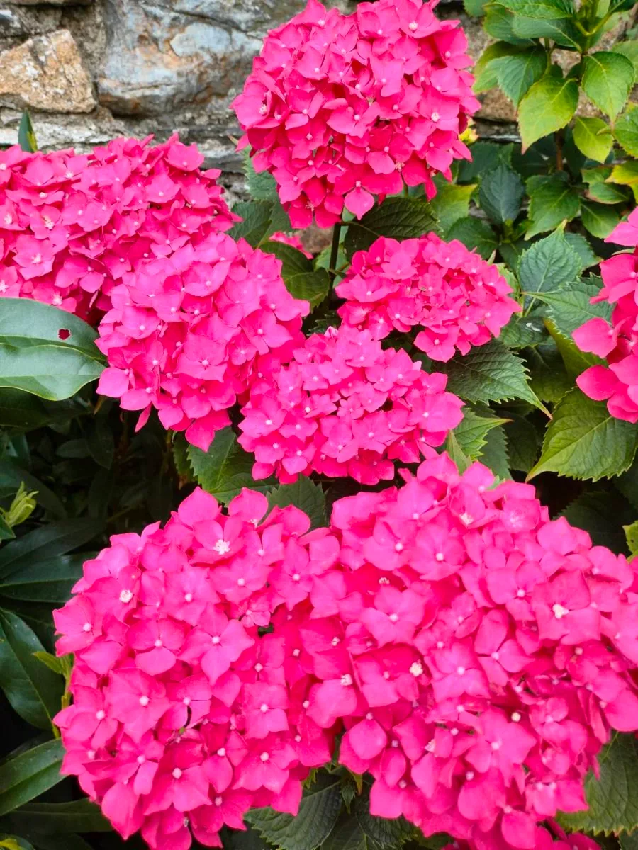 Shrubby hydrangeas brighten borders in mid to late - Image 4