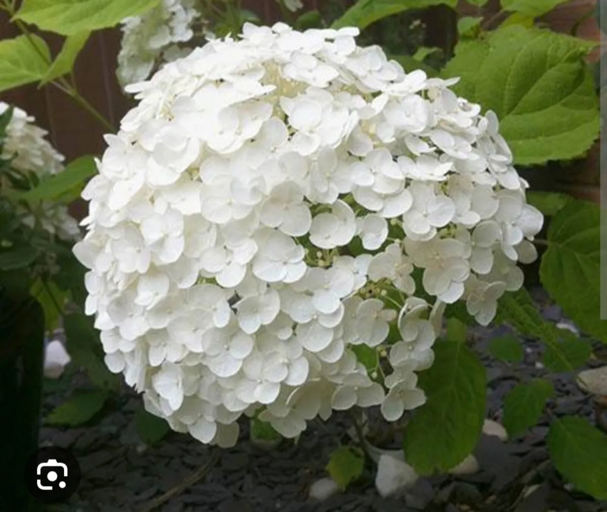 Shrubby hydrangeas brighten borders in mid to late - Image 2