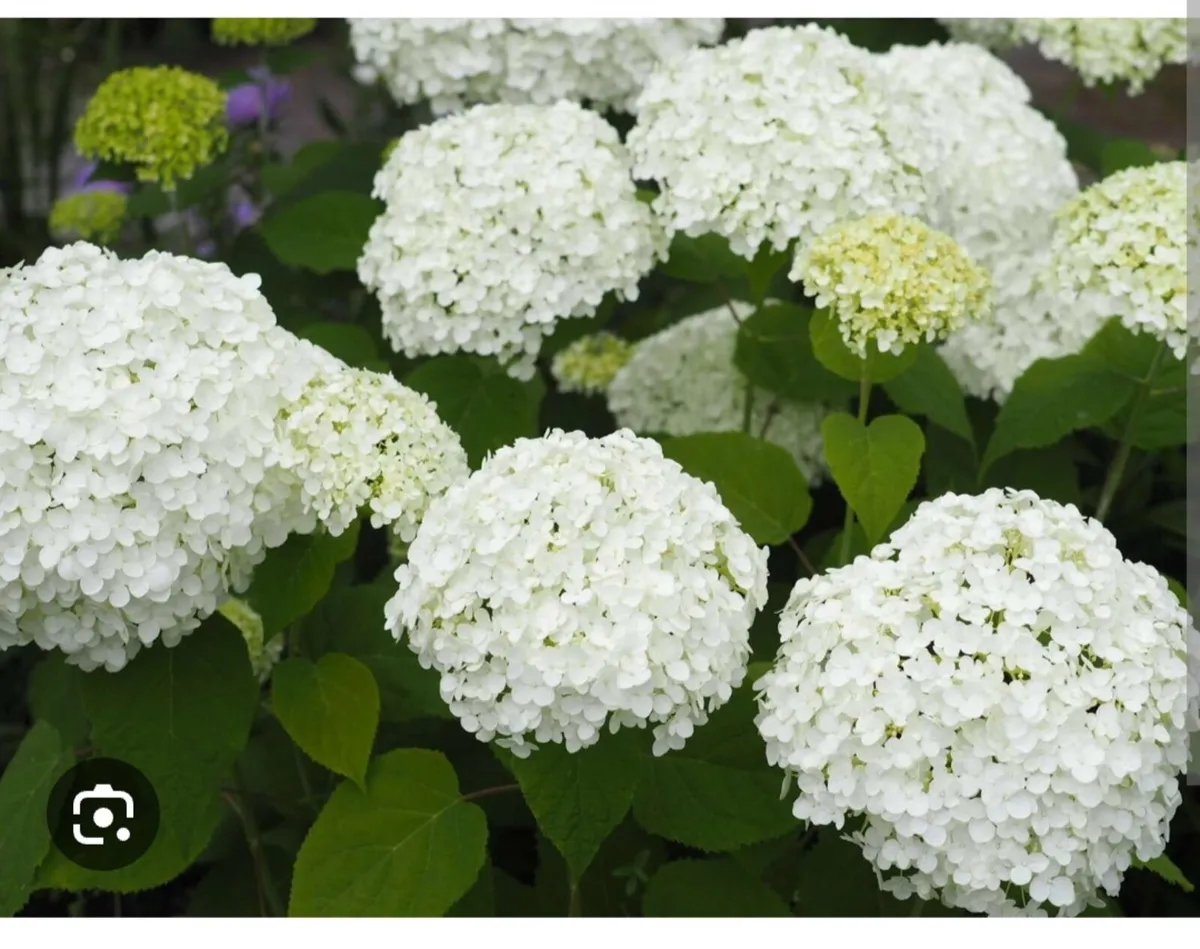 Shrubby hydrangeas brighten borders in mid to late - Image 3