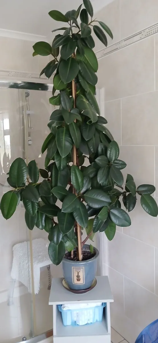 Rubber Plant. - Image 1