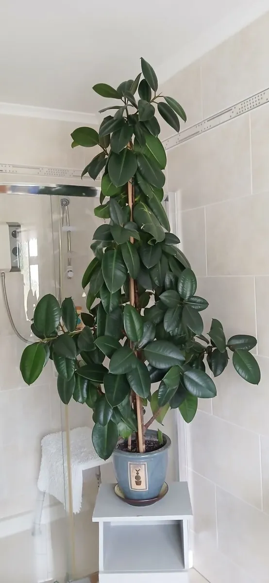 Rubber Plant. - Image 2