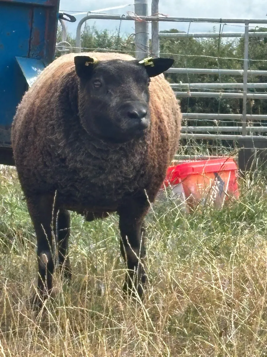 Pedigree blue texels - Image 1