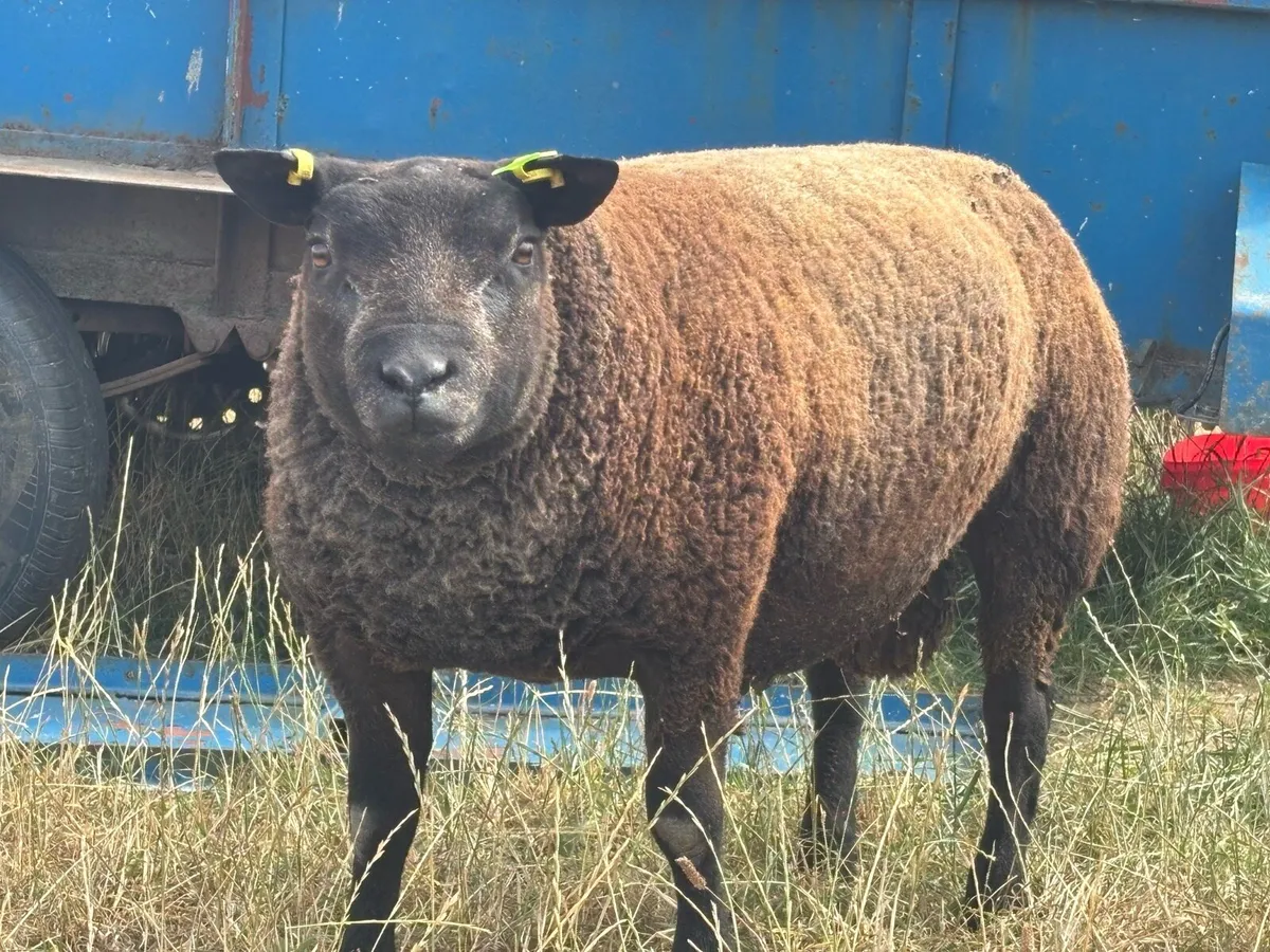 Pedigree blue texels - Image 3