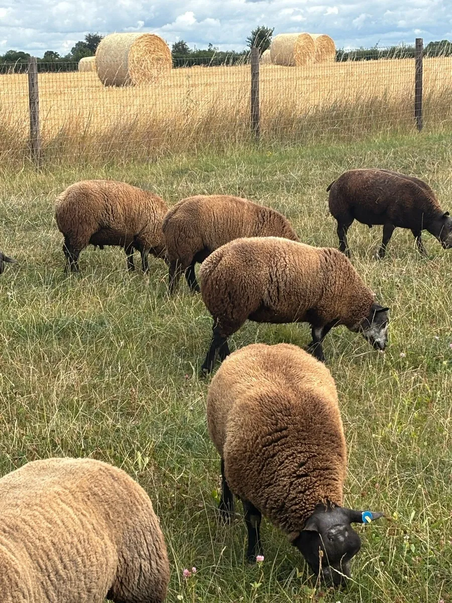 Pedigree blue texels - Image 2