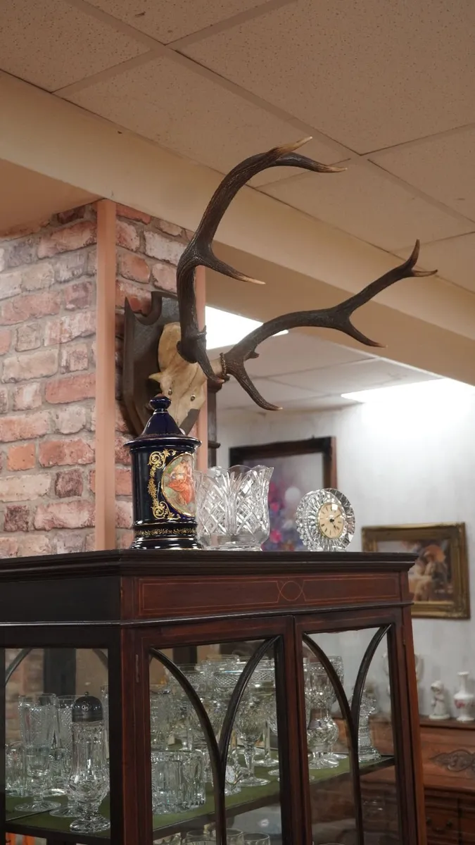 Oak Antler Wall Mount - Image 2