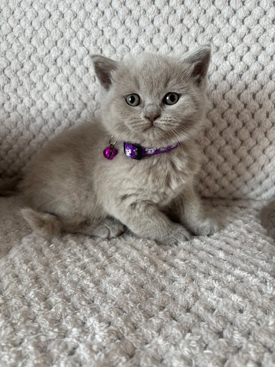 Beautiful British kittens 2 baby 1 girl 🥰 - Image 2