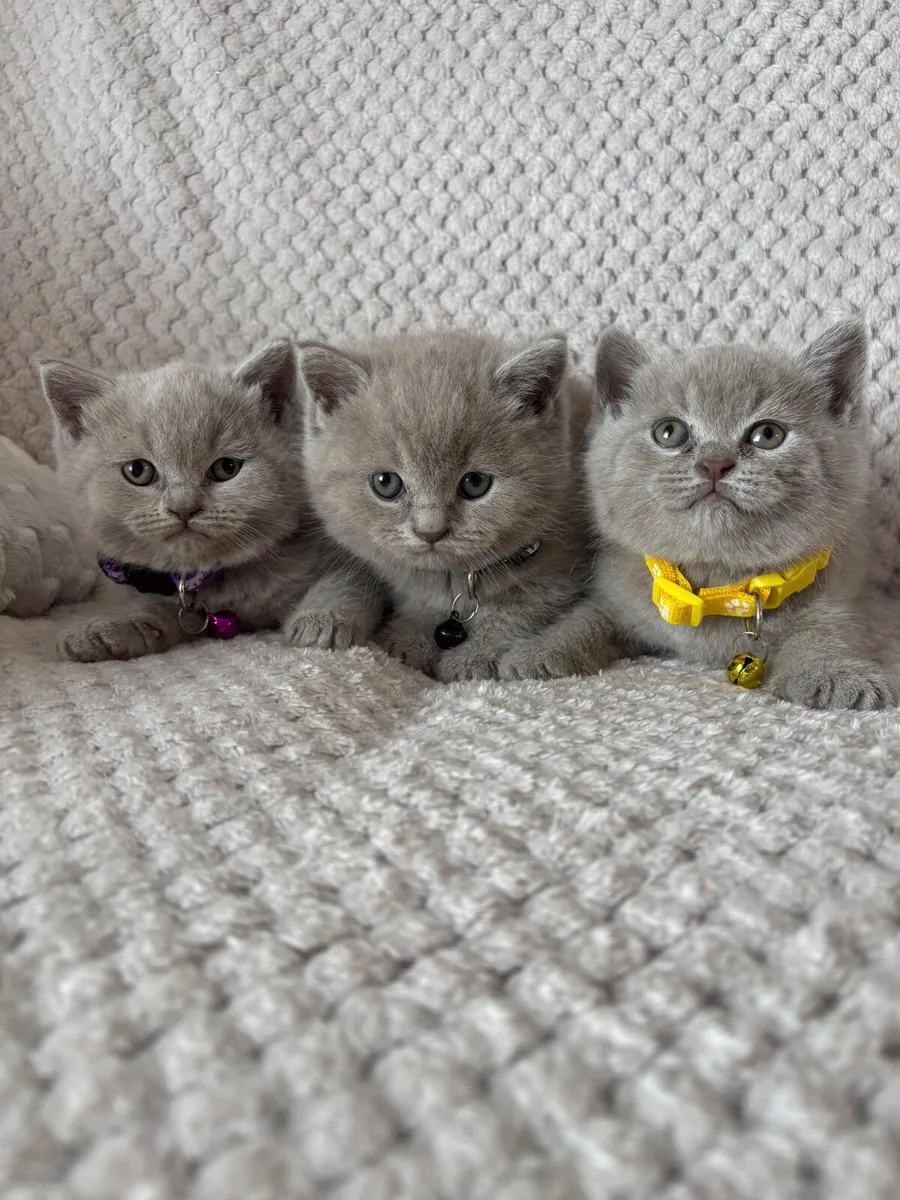 Beautiful British kittens 2 baby 1 girl 🥰 - Image 3