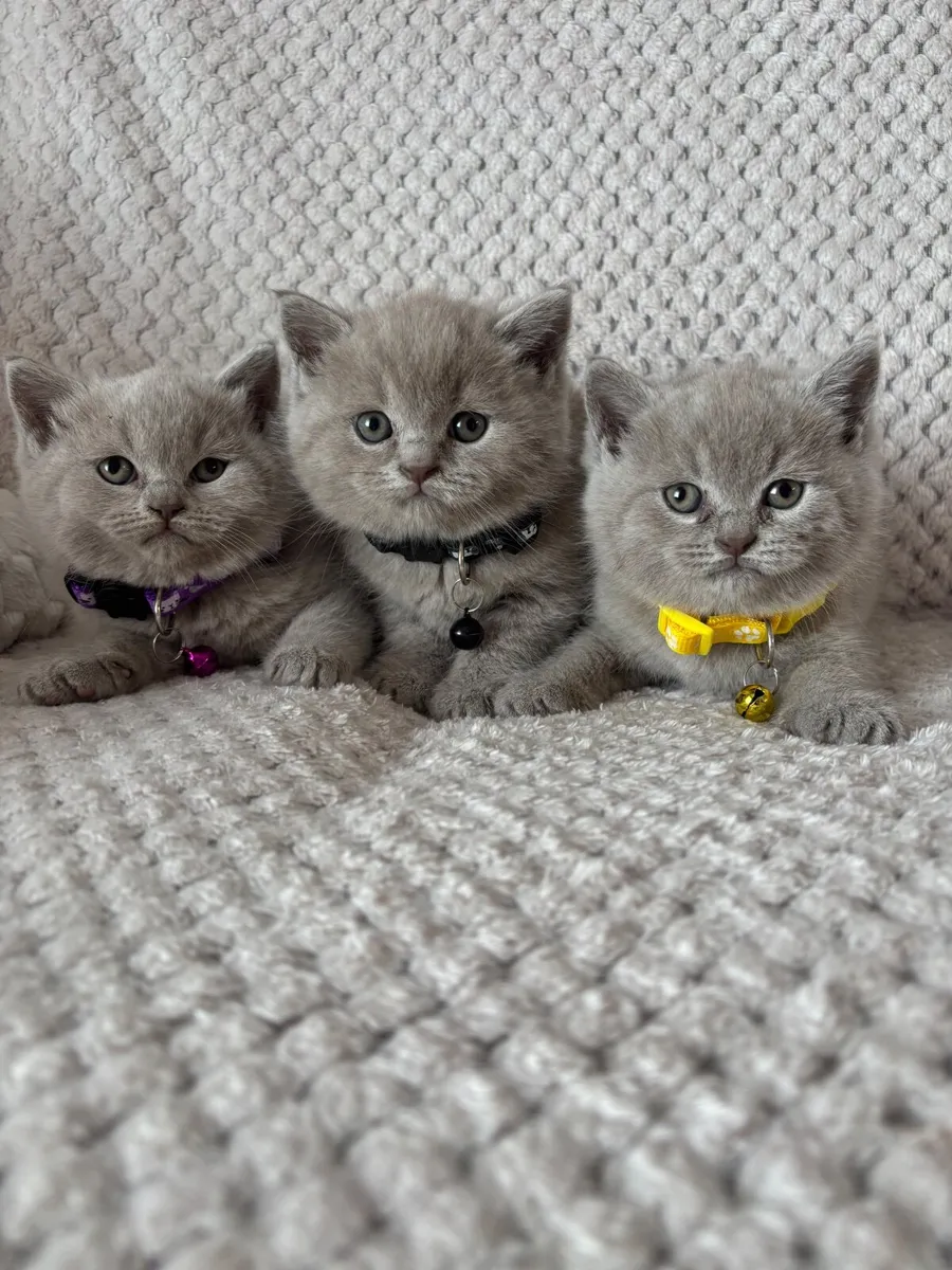 Beautiful British kittens 2 baby 1 girl 🥰 - Image 1