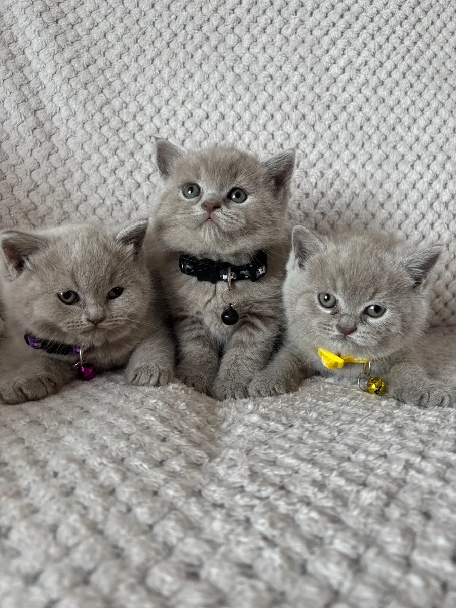 Beautiful British kittens 2 baby 1 girl 🥰 - Image 4
