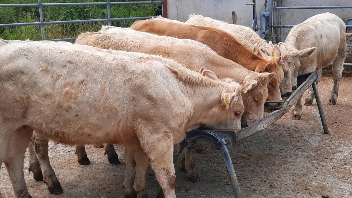 8 Super Charolais Heifers - Image 1