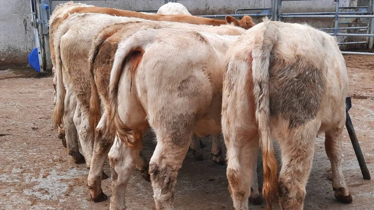 8 Super Charolais Heifers - Image 2