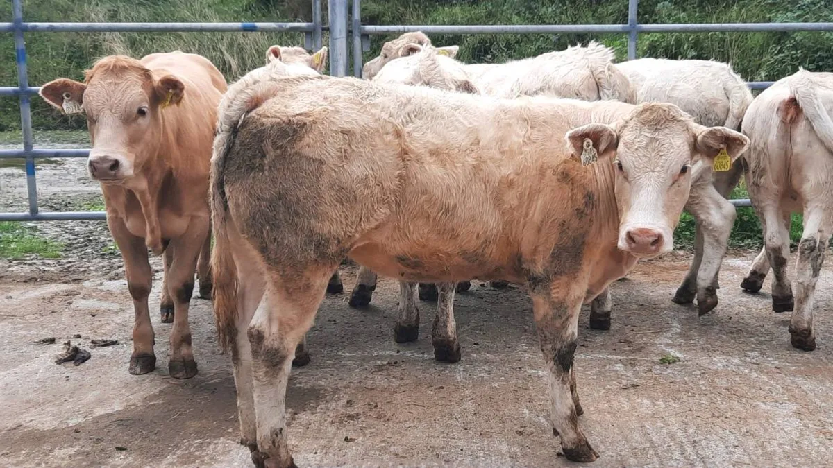 8 Super Charolais Heifers - Image 3