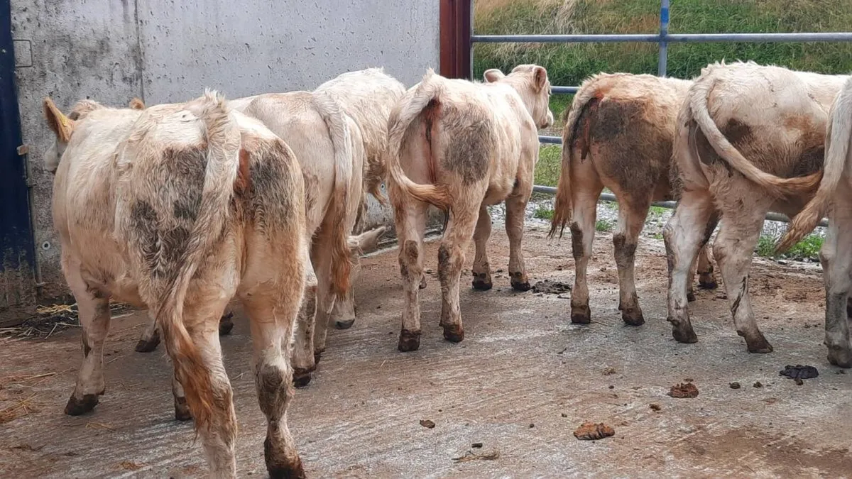 8 Super Charolais Heifers - Image 4