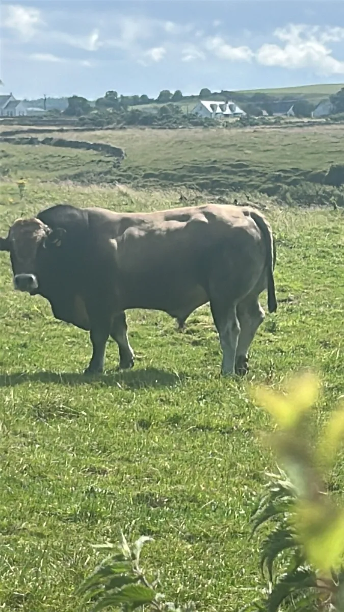 Aubrac bull - Image 1