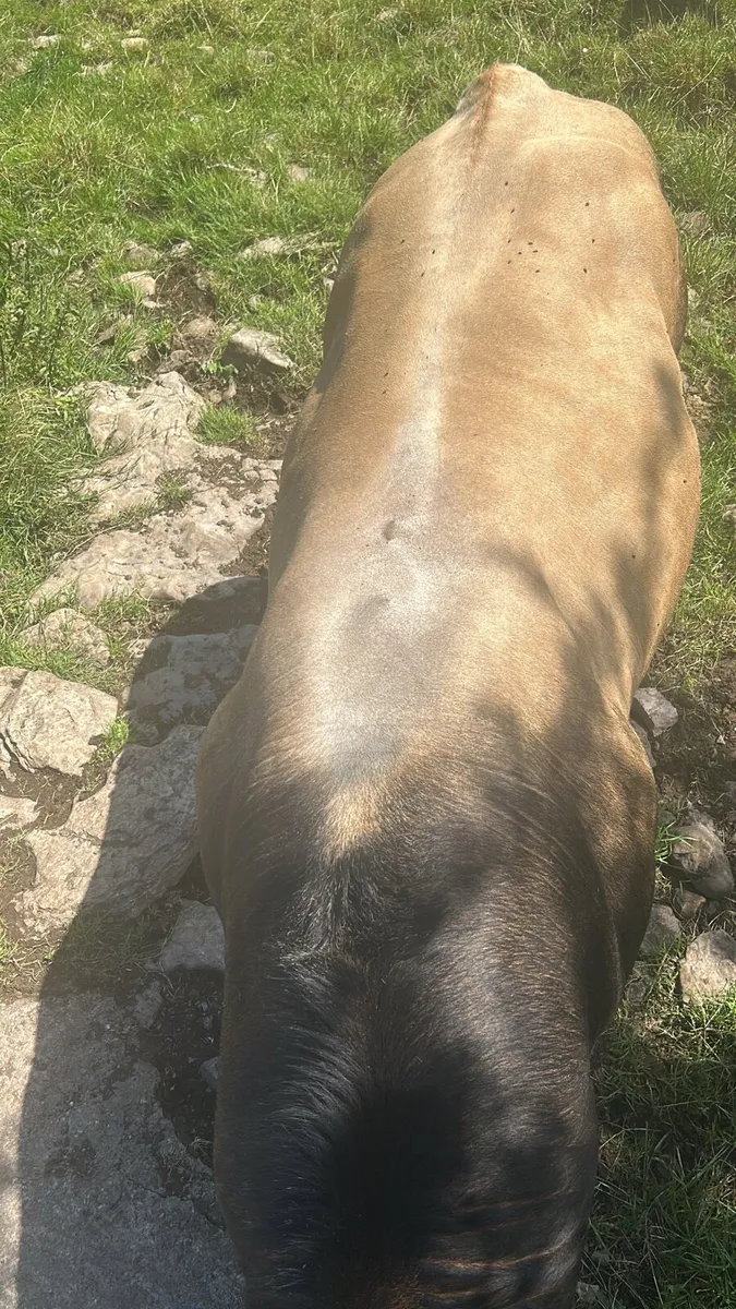 Aubrac bull - Image 2