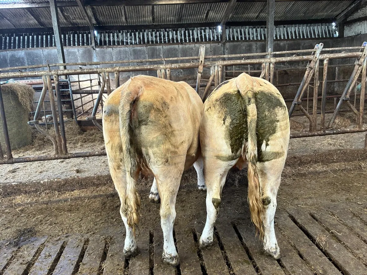 Incalf Heifers - Image 1