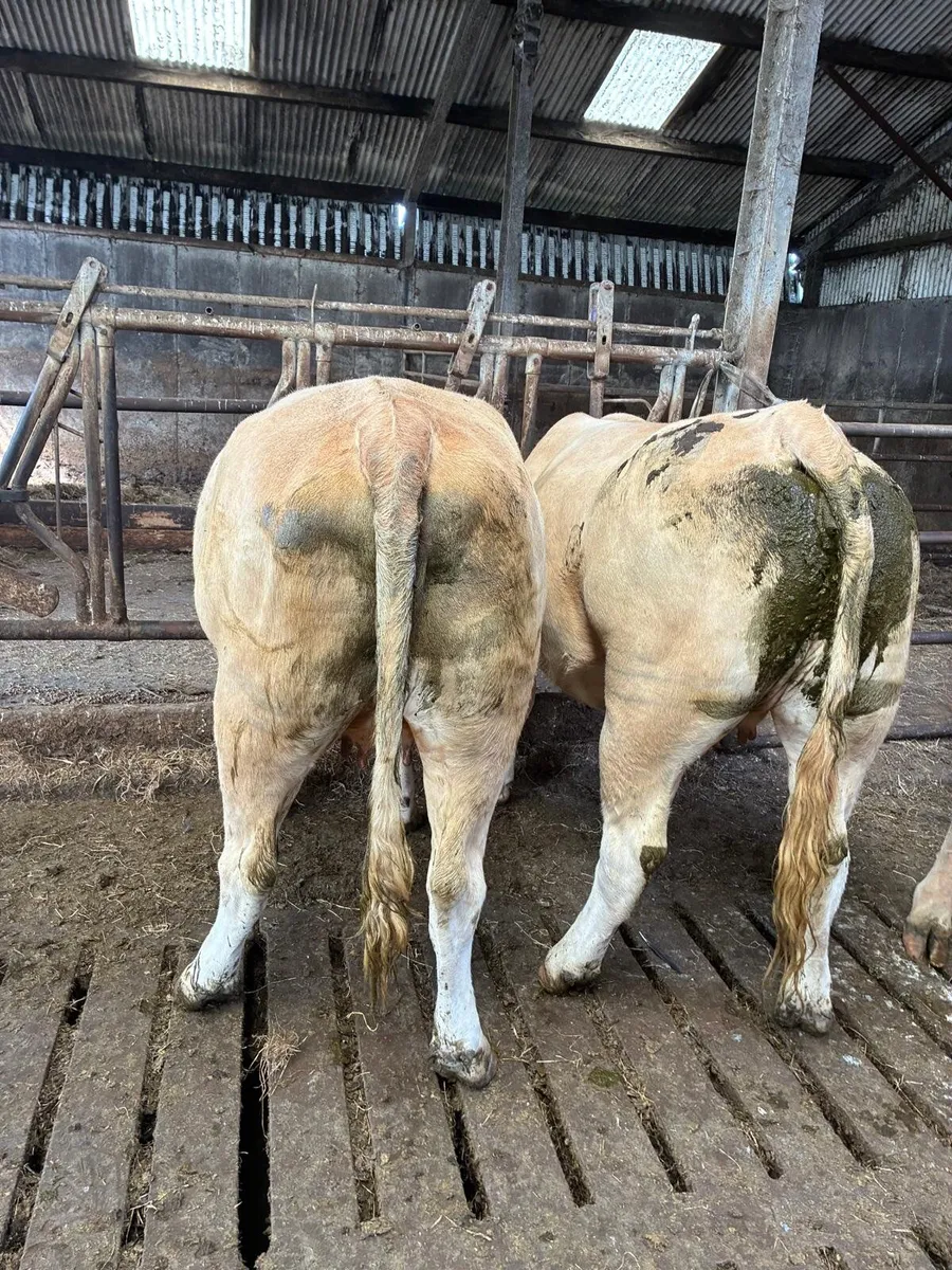 Incalf Heifers - Image 3