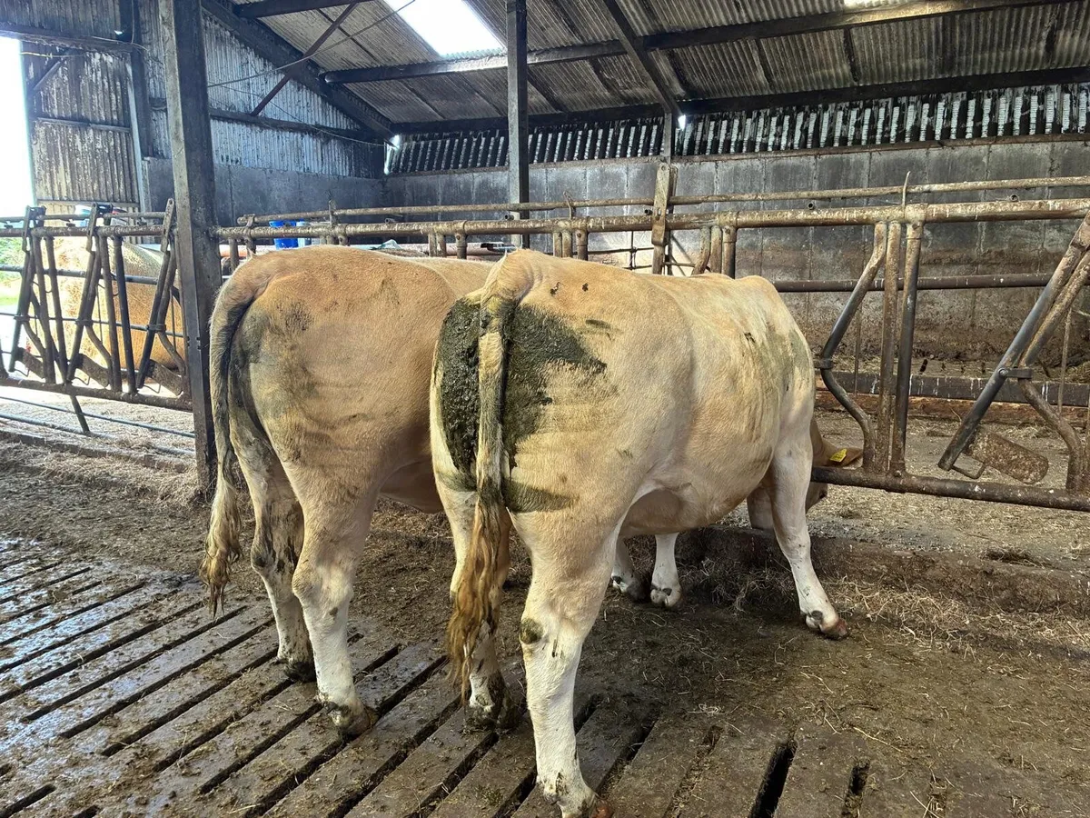 Incalf Heifers - Image 2