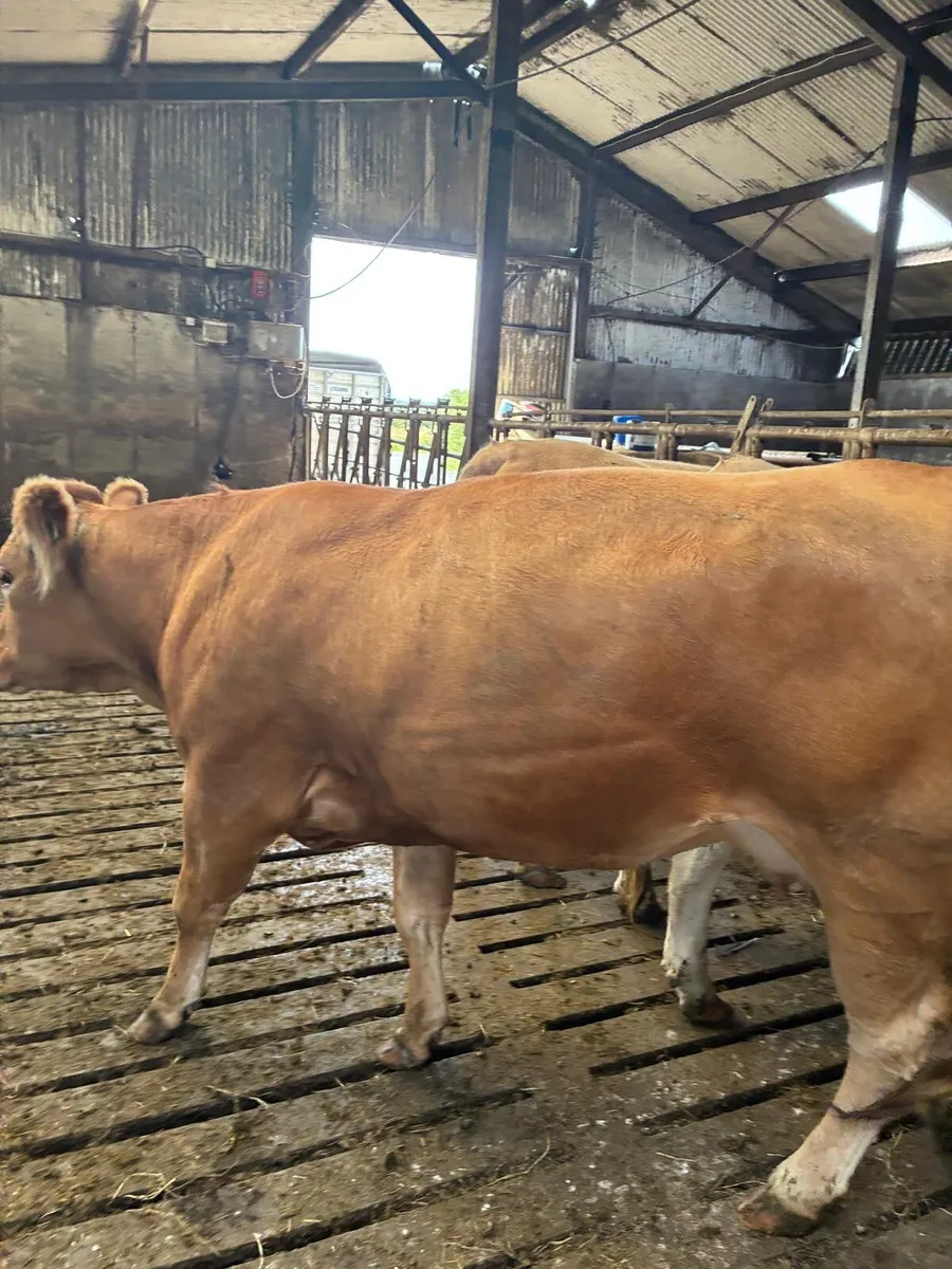Incalf Heifers - Image 4