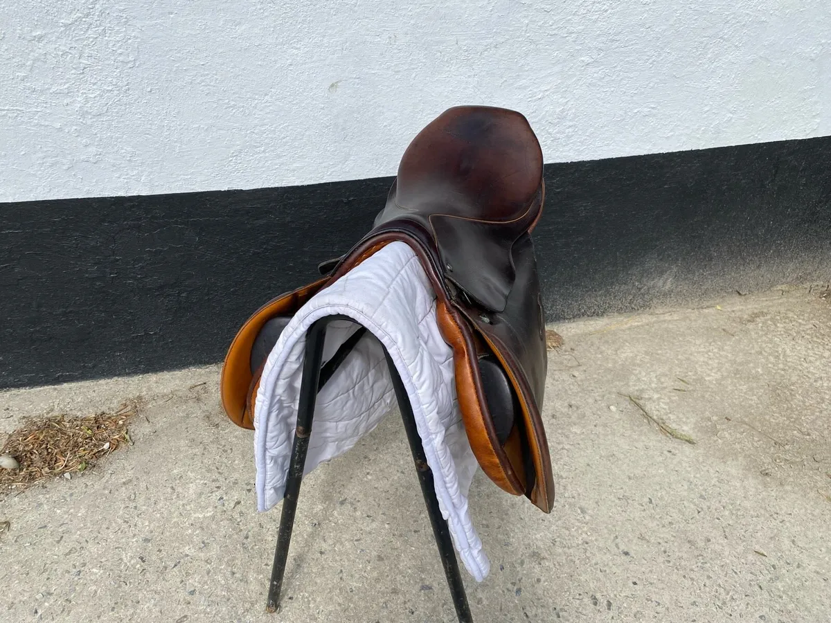Brown Stubben Siegfried CS for sale - Image 3