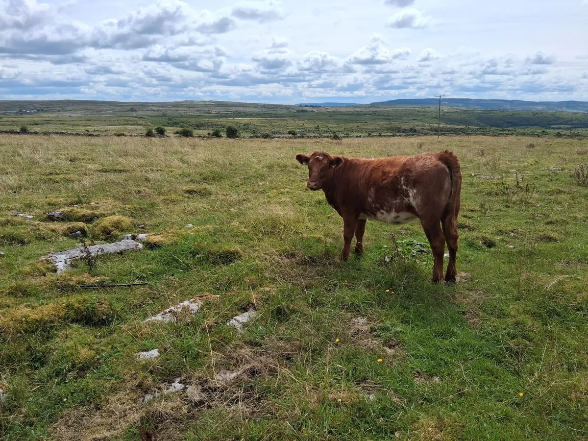 Maiden heifer - Image 2