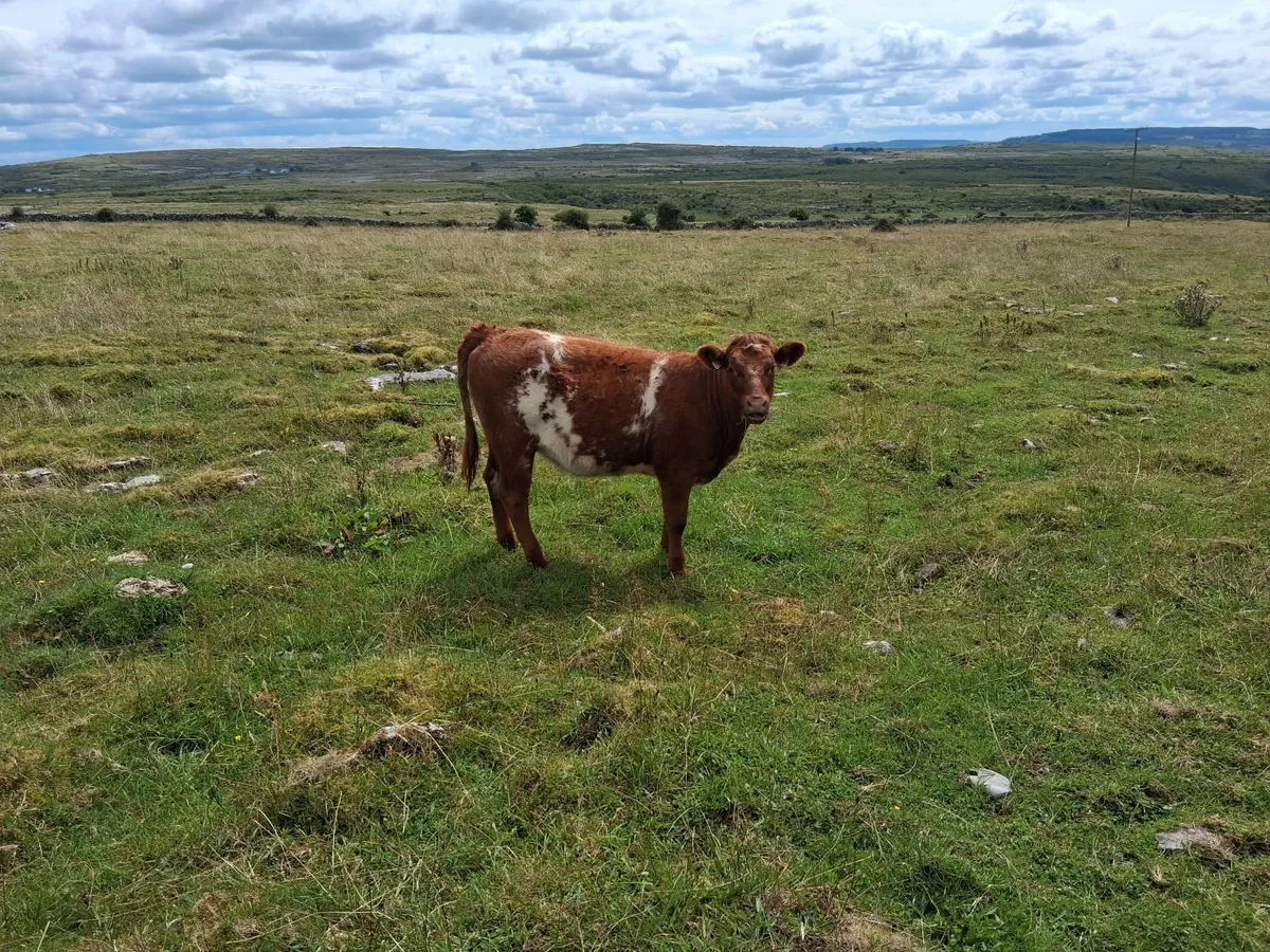 Maiden heifer - Image 3