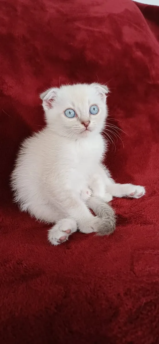 Amazing Purebred British and Scottish fold kittens - Image 4