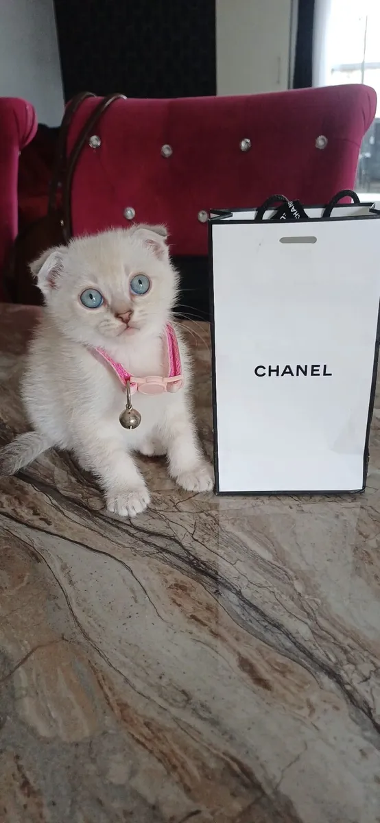 Amazing Purebred British and Scottish fold kittens - Image 1
