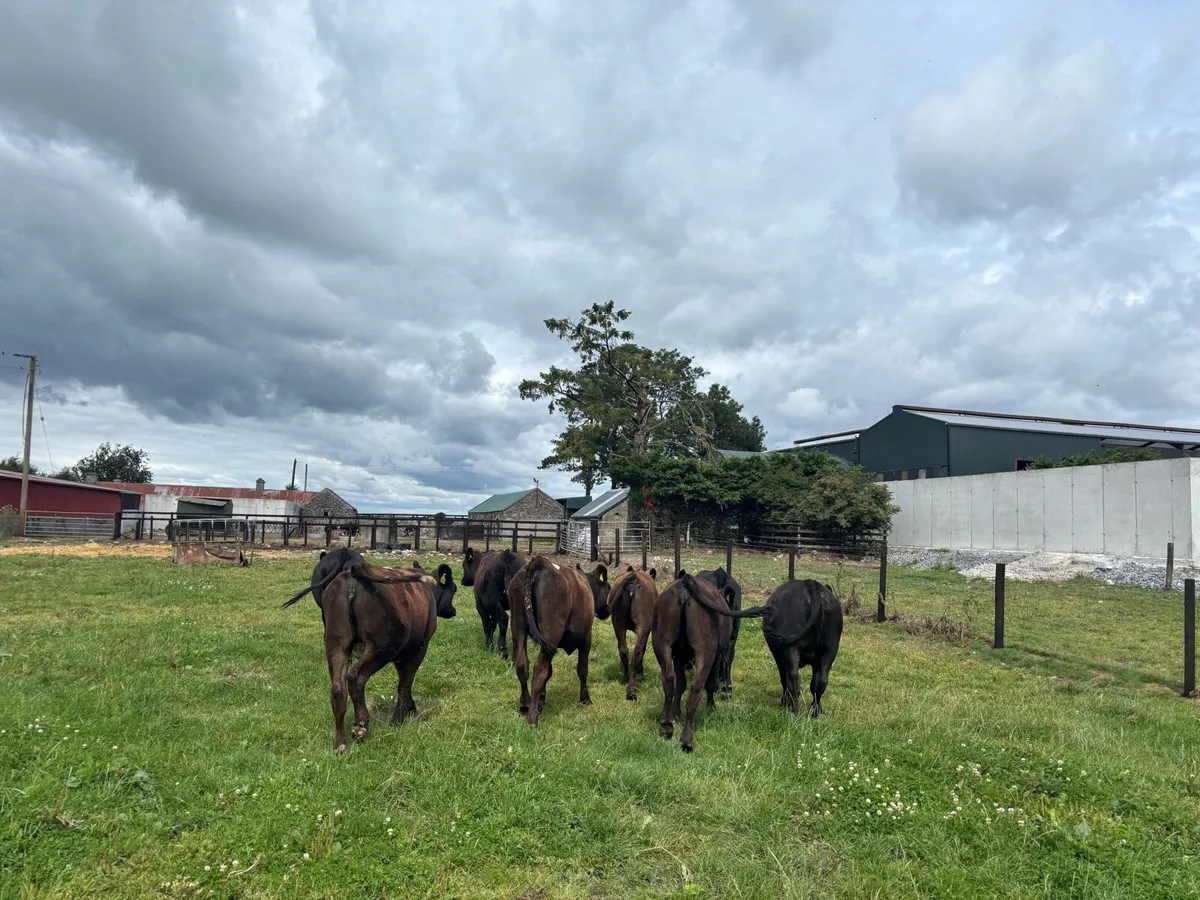 8 super Angus store heifers - Image 3