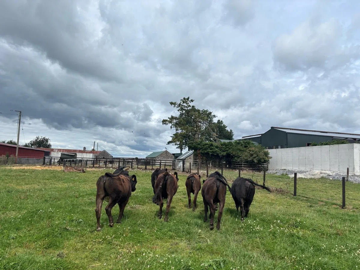 8 super Angus store heifers - Image 2