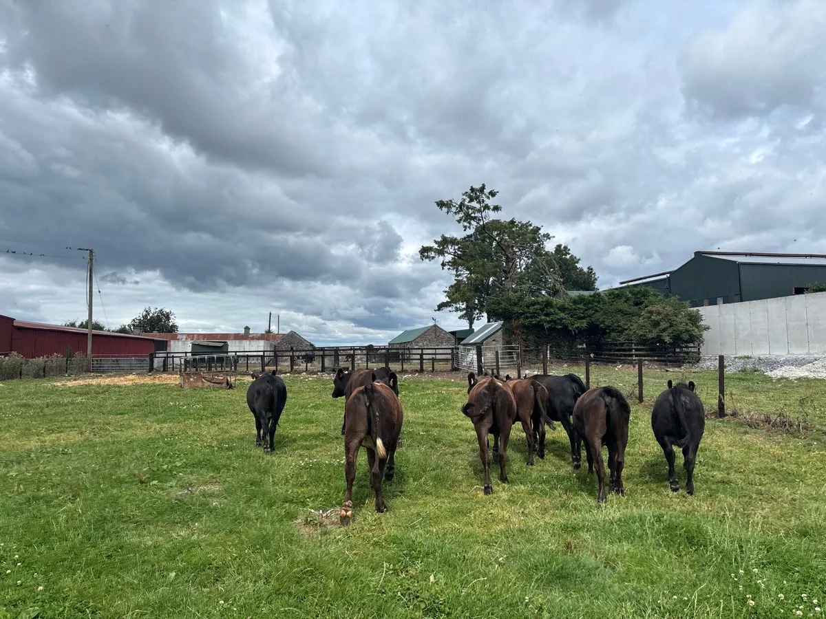 8 super Angus store heifers - Image 4