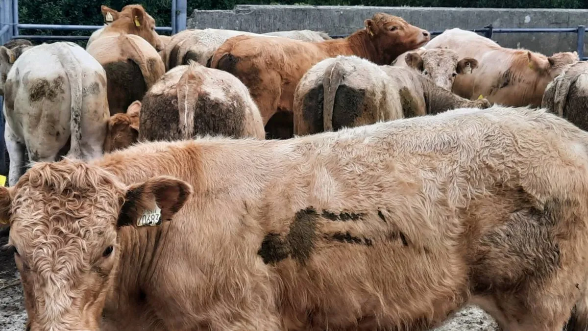 16 Charolais & Limousin Bullocks - Image 1