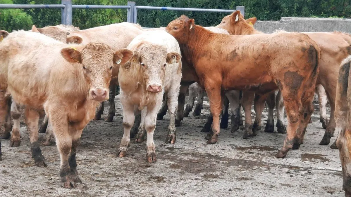 16 Charolais & Limousin Bullocks - Image 2
