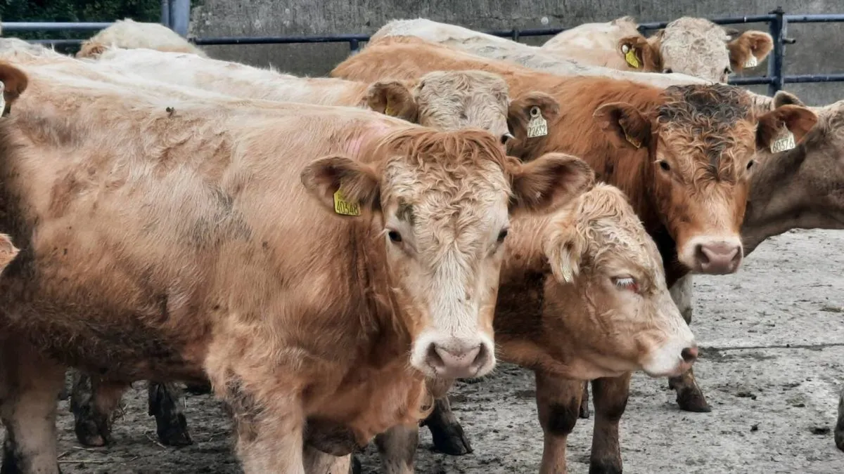 16 Charolais & Limousin Bullocks - Image 4