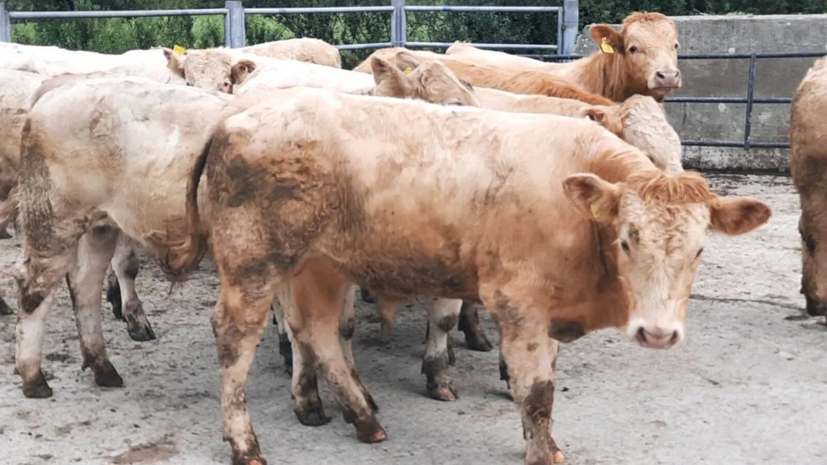 16 Charolais & Limousin Bullocks - Image 3