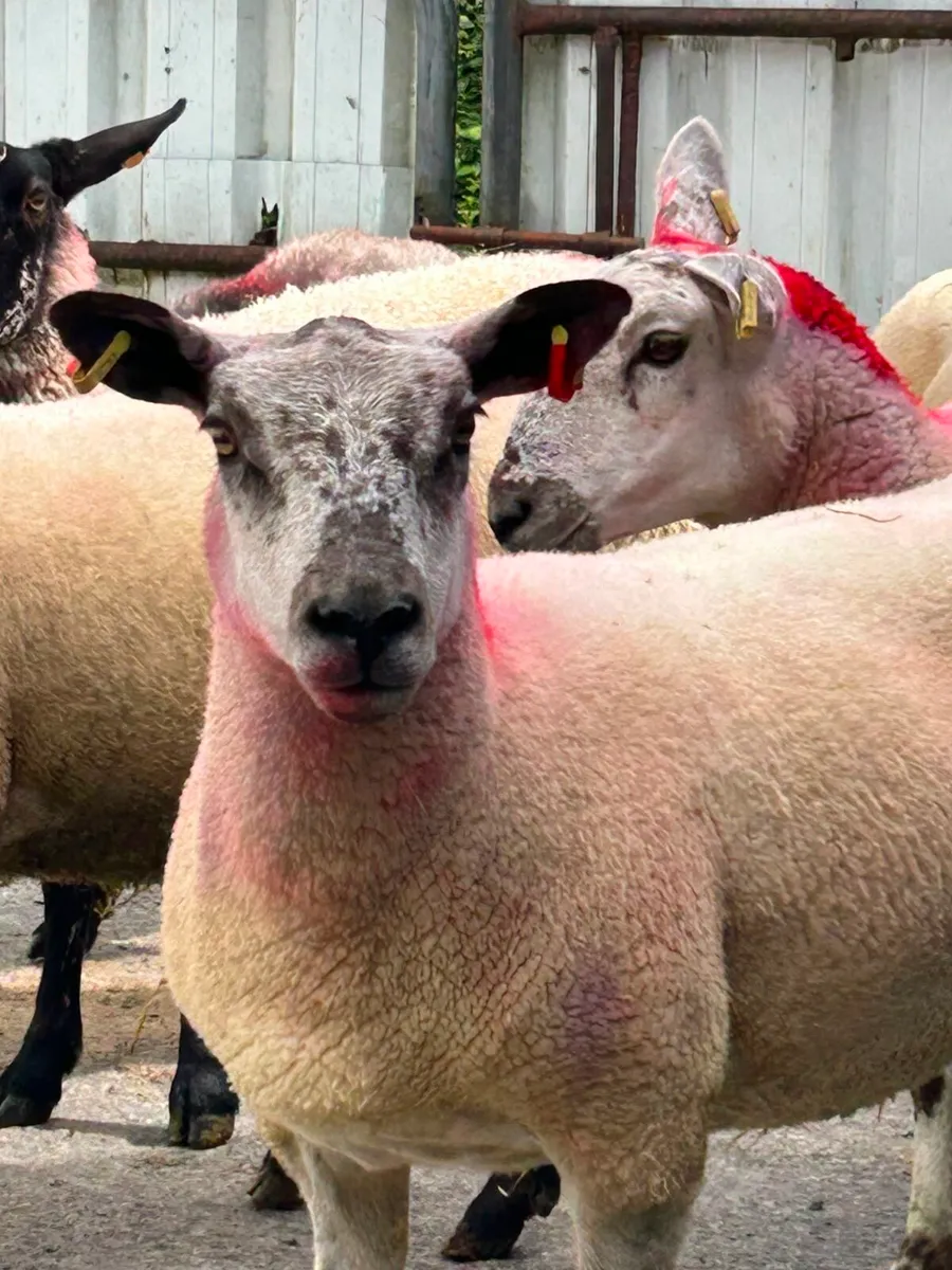Sheep - Image 1