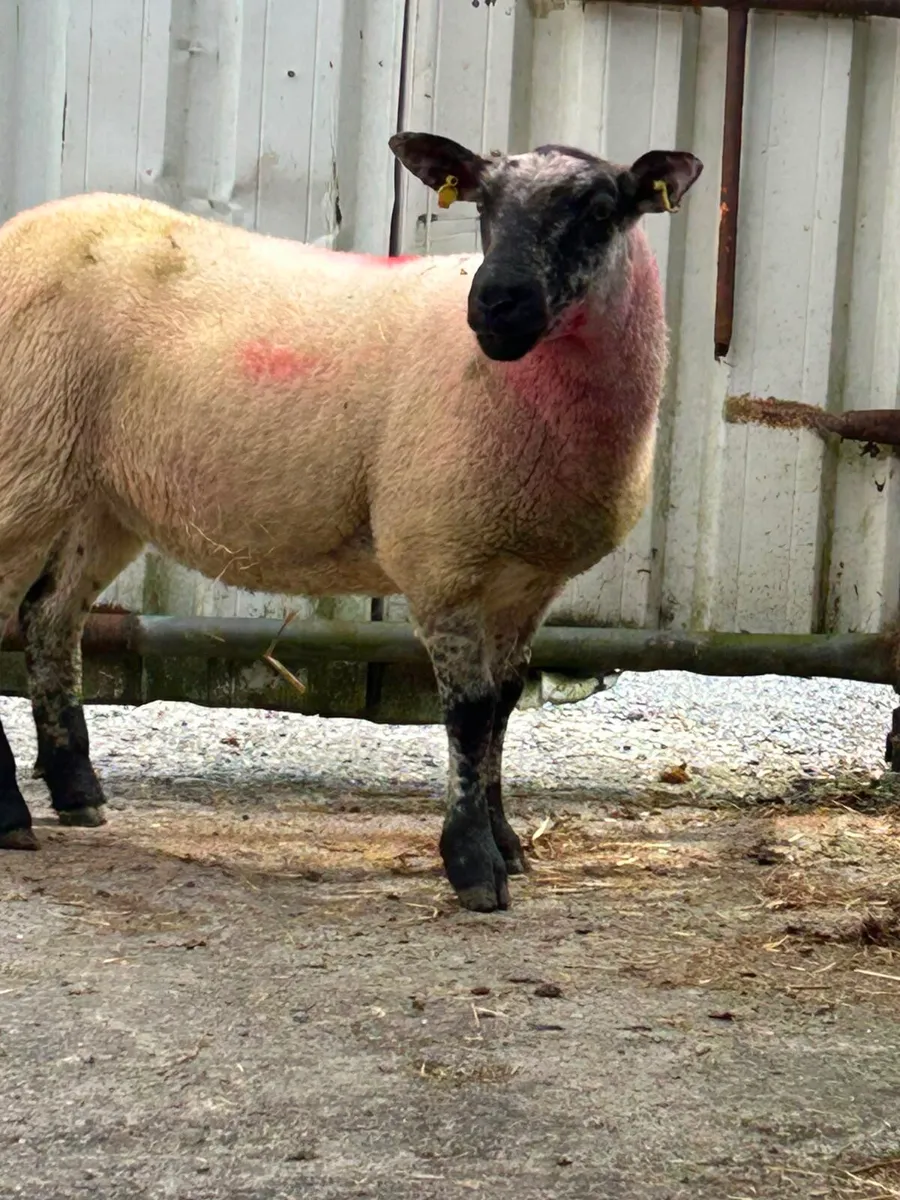 Sheep - Image 2