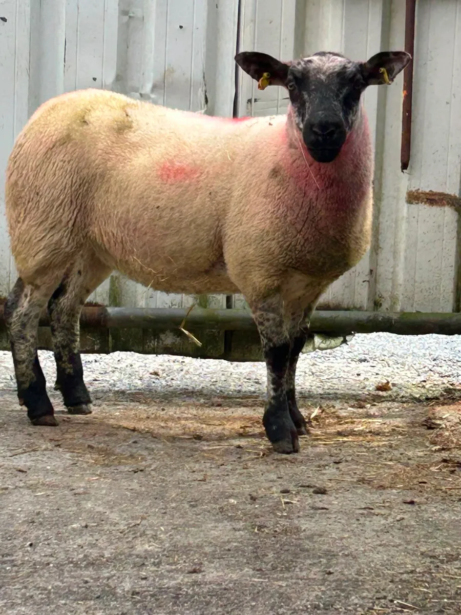 Sheep - Image 3