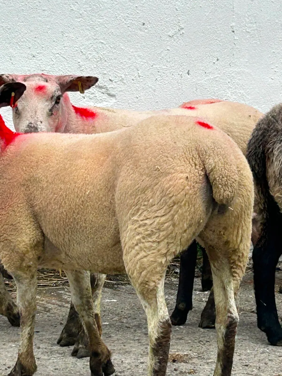Sheep - Image 4