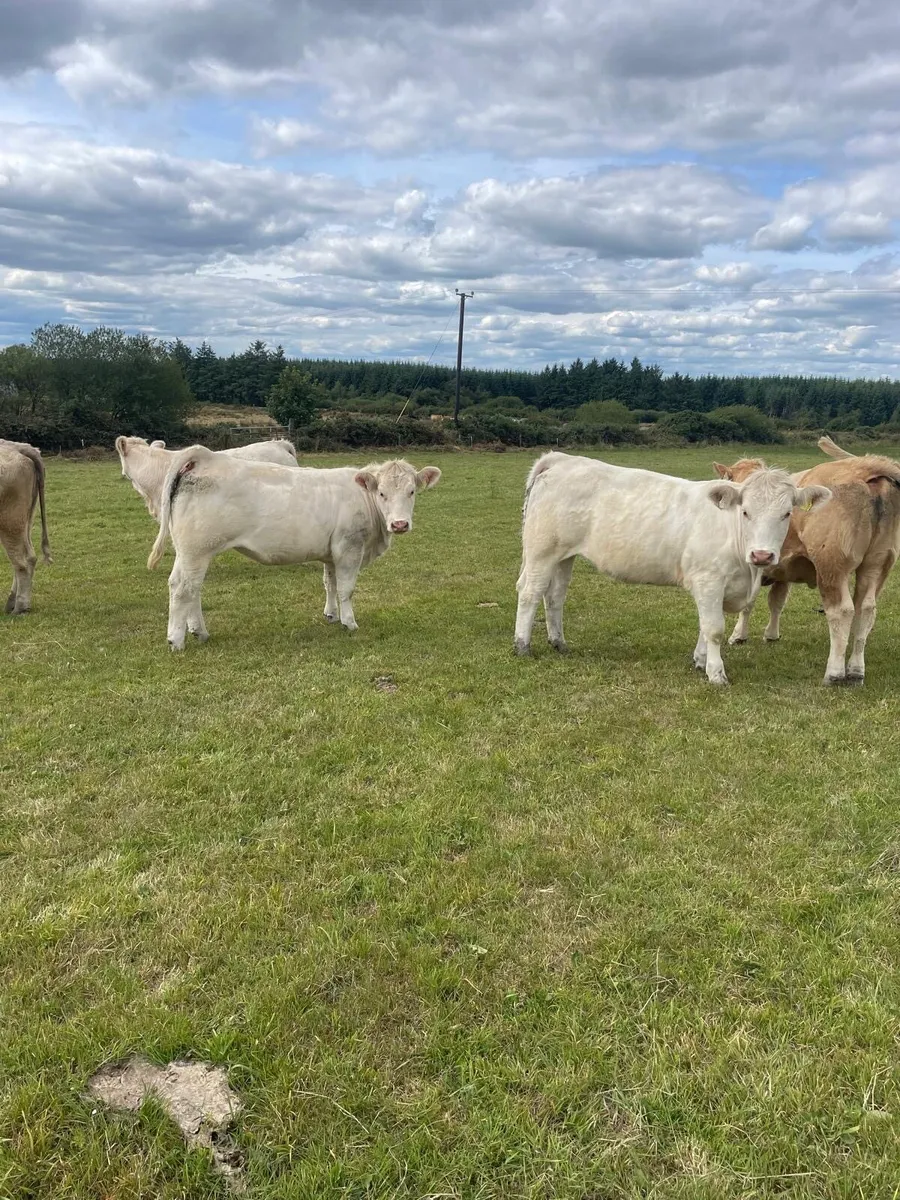 Heifers for sale - Image 1
