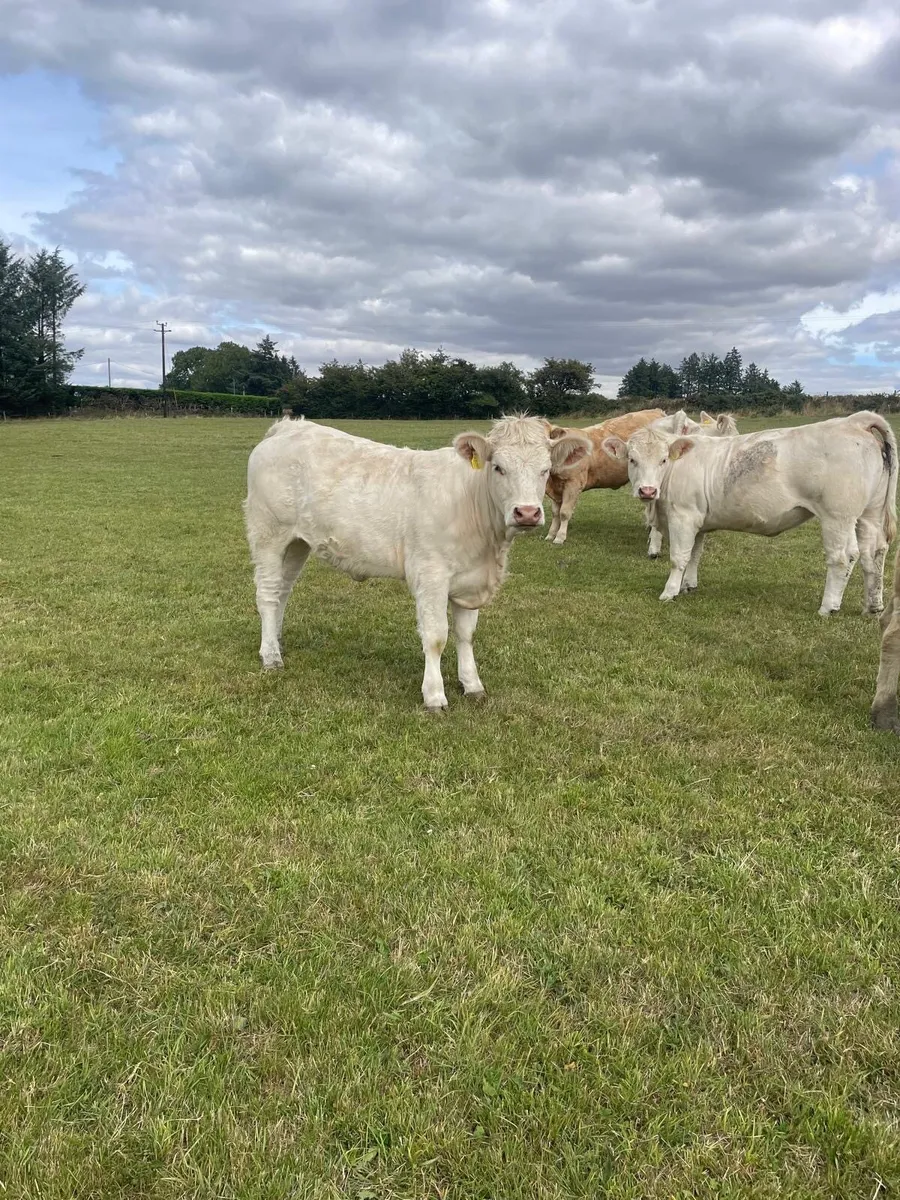 Heifers for sale - Image 2
