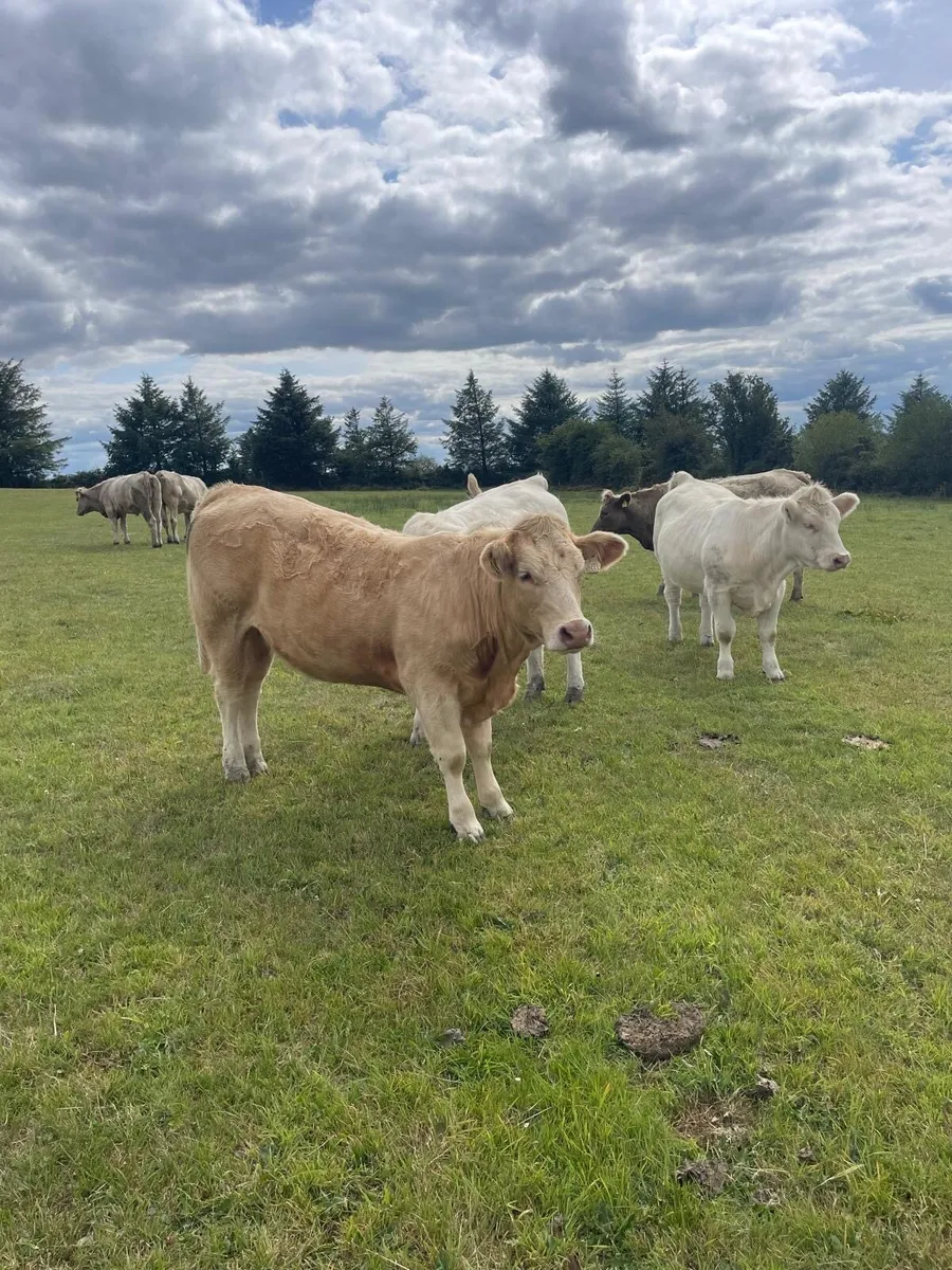 Heifers for sale - Image 3