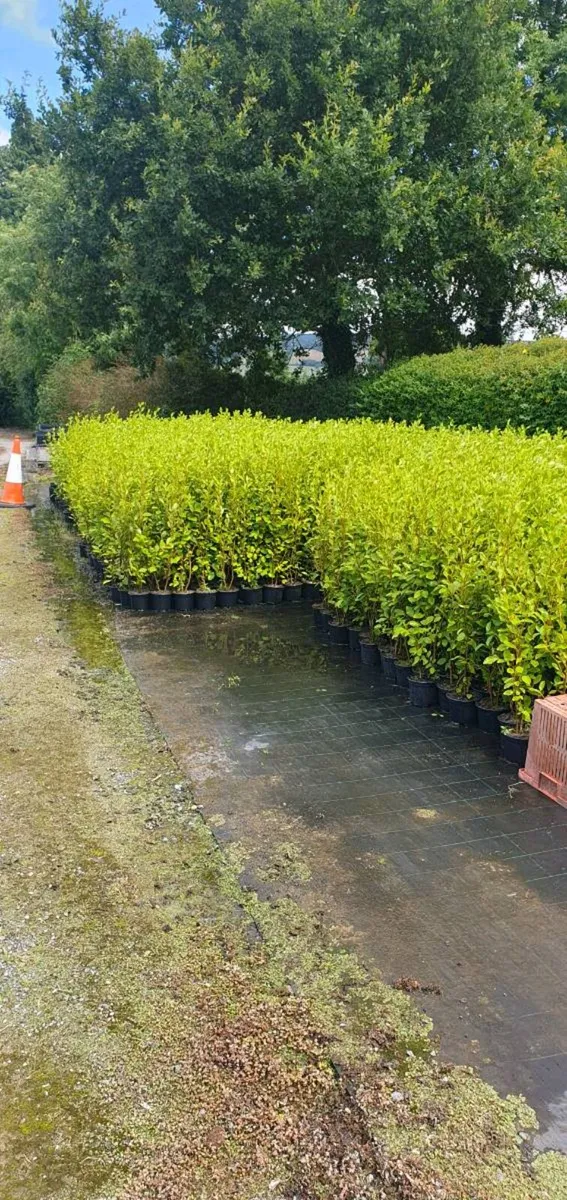 Griselinia Hedging Potted 3ft in Heig ht €4 each - Image 1