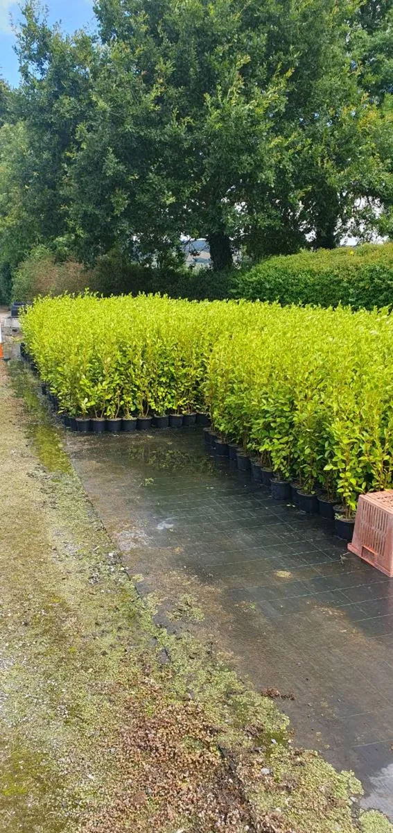 Griselinia Hedging Potted 3ft in Heig ht €4 each - Image 2