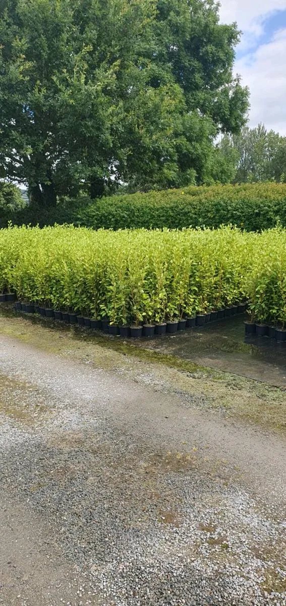 Griselinia Hedging Potted 3ft in Heig ht €4 each - Image 3