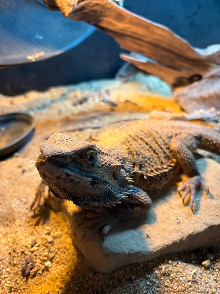 Bearded dragon with full set up - Image 3