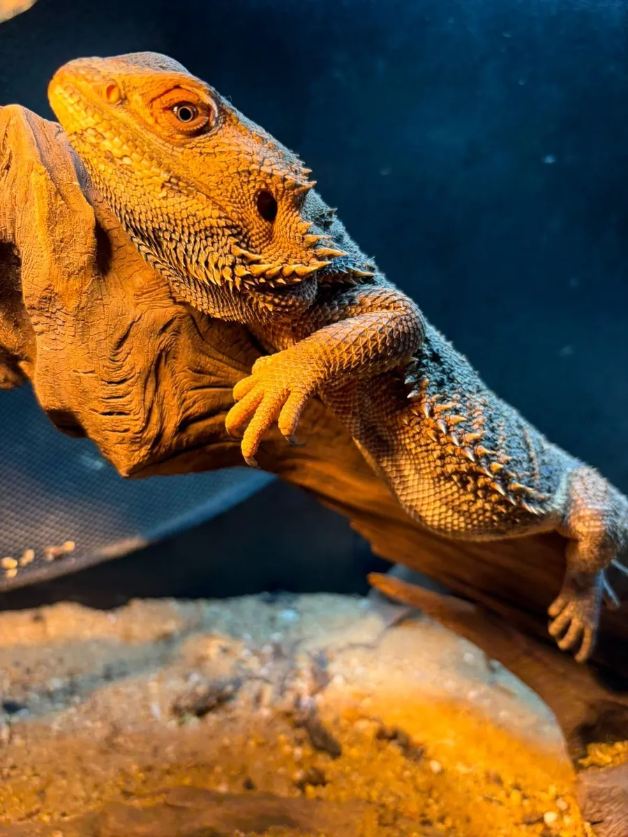 Bearded dragon with full set up - Image 4