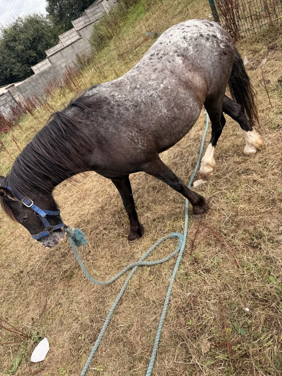 Half bred pony - Image 1